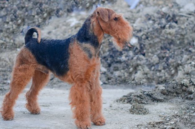 airedale terrier