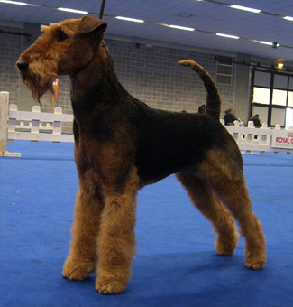 airedale terrier