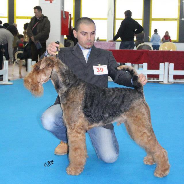 airedale terrier