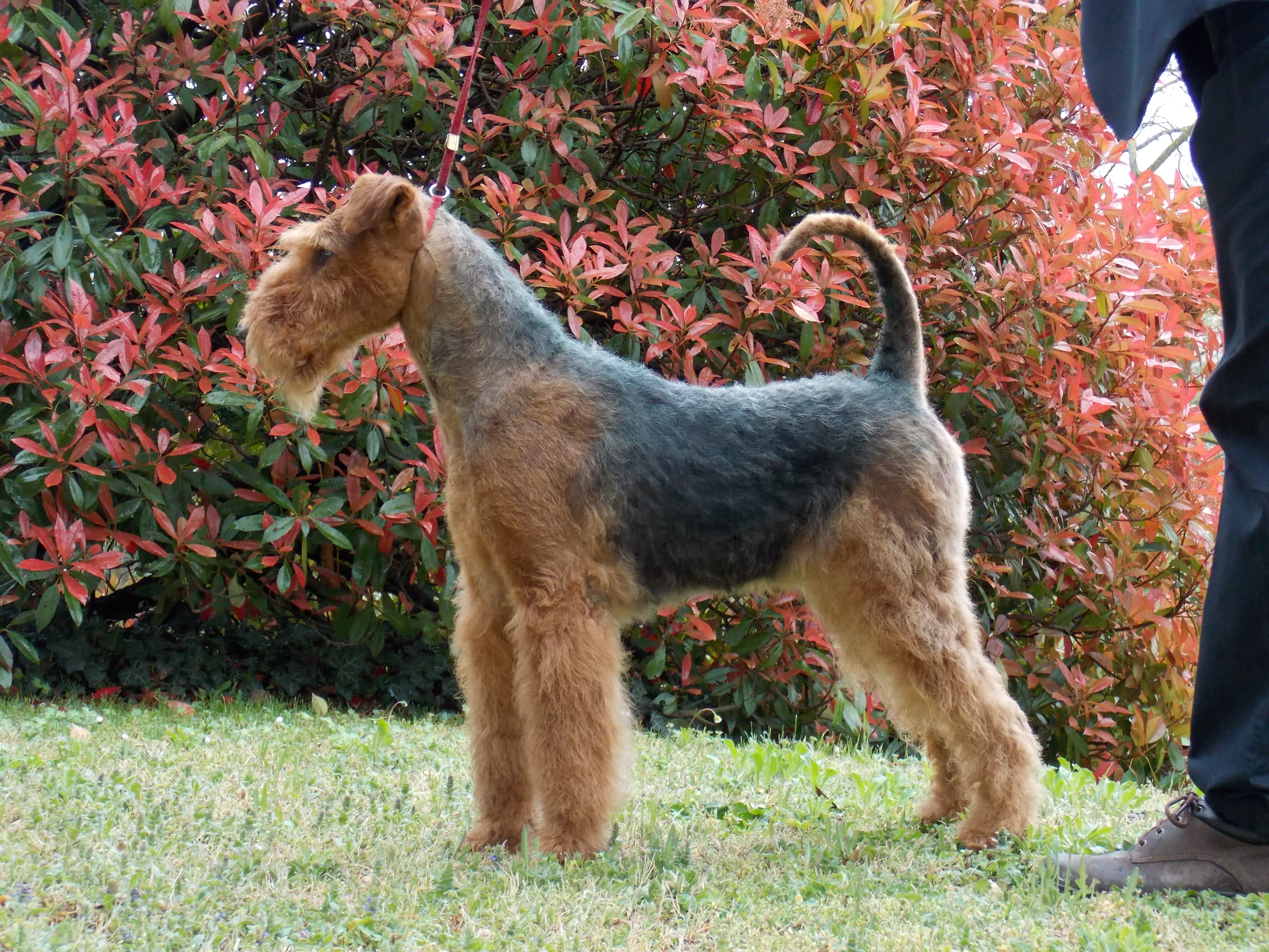 airedale terrier