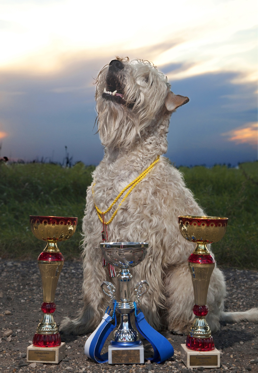 irish soft coated wheaten terrier