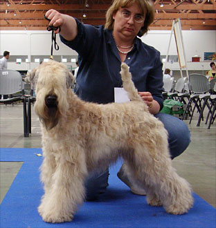 irish soft coated wheaten terrier