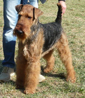 airedale terrier