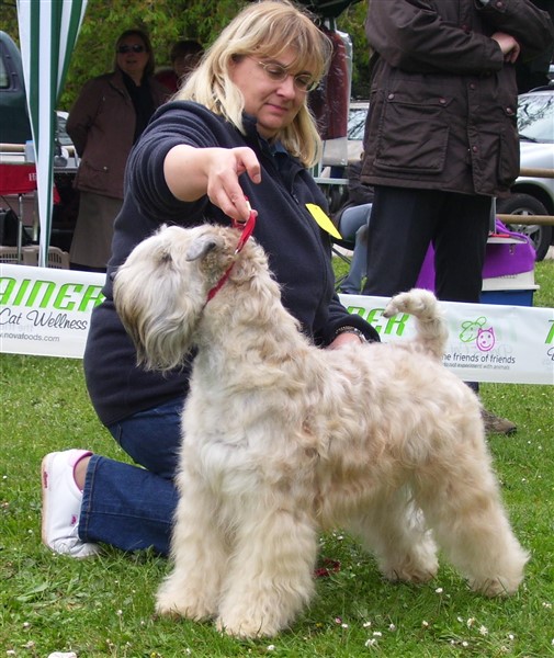 irish soft coated wheaten terrier
