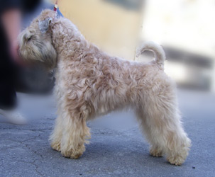 irish soft coated wheaten terrier