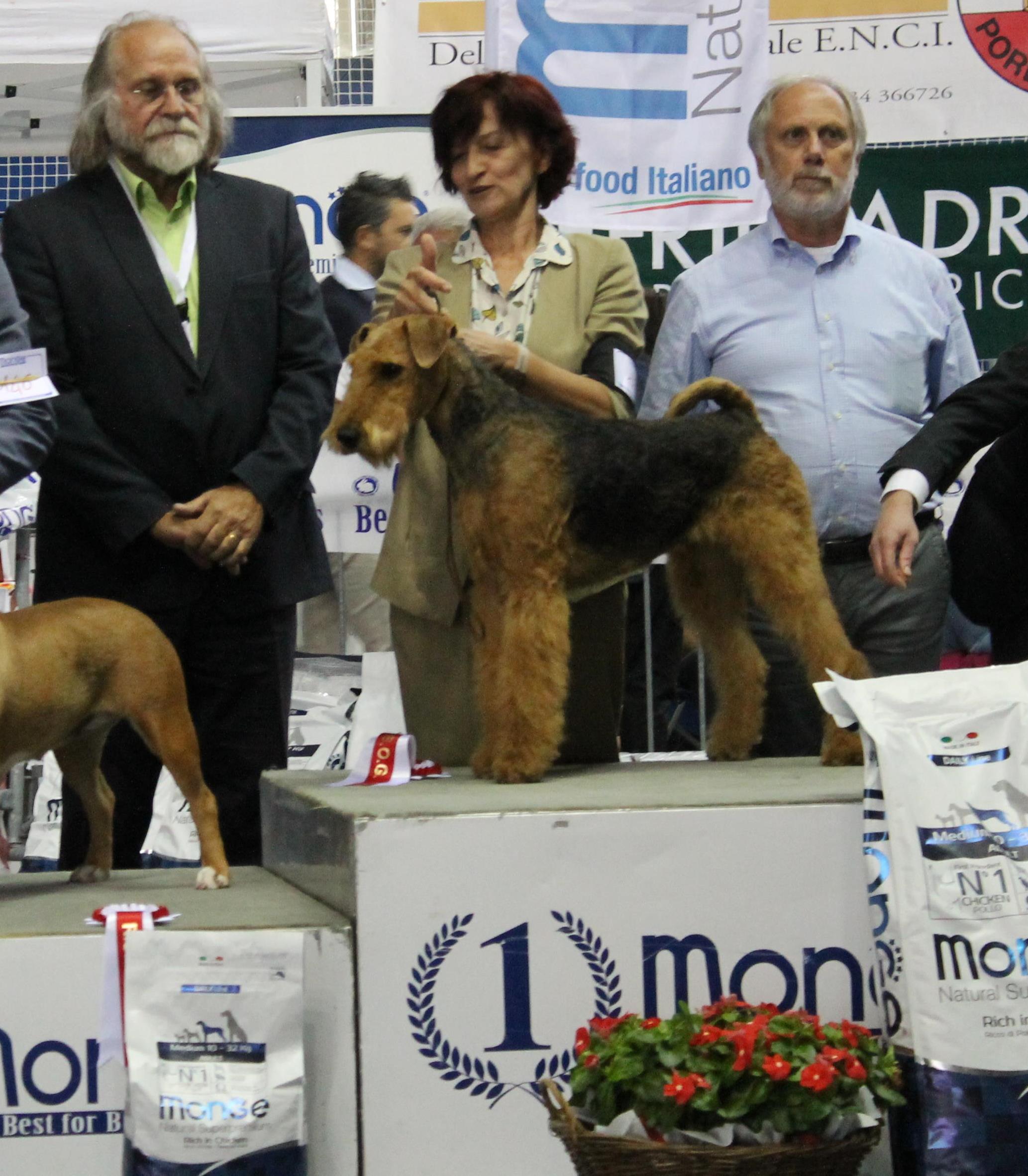 airedale terrier