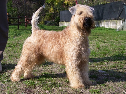 irish soft coated wheaten terrier