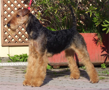 airedale terrier