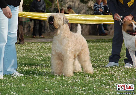 irish soft coated wheaten terrier