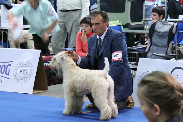 irish soft coated wheaten terrier iulius terriers