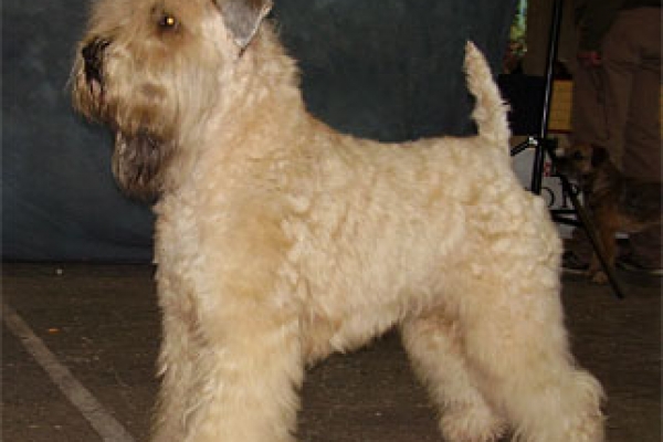irish soft coated wheaten terrier iulius terriers
