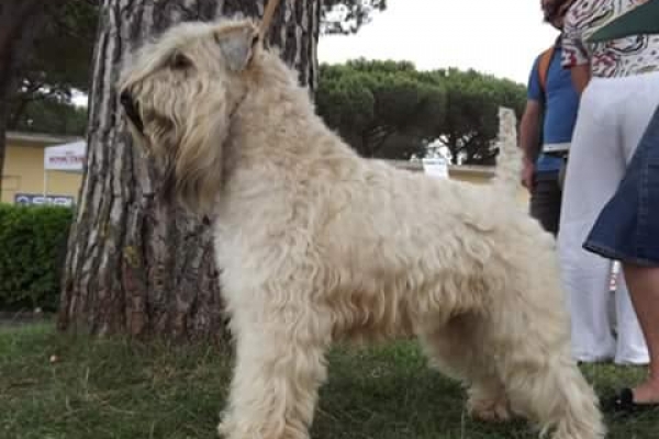 irish soft coated wheaten terrier iulius terriers