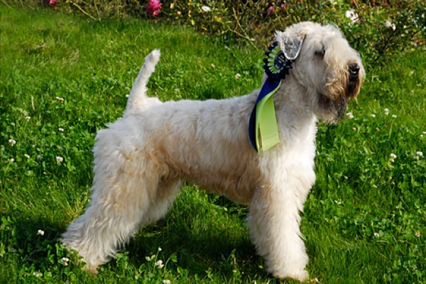 irish soft coated wheaten terrier iulius terriers