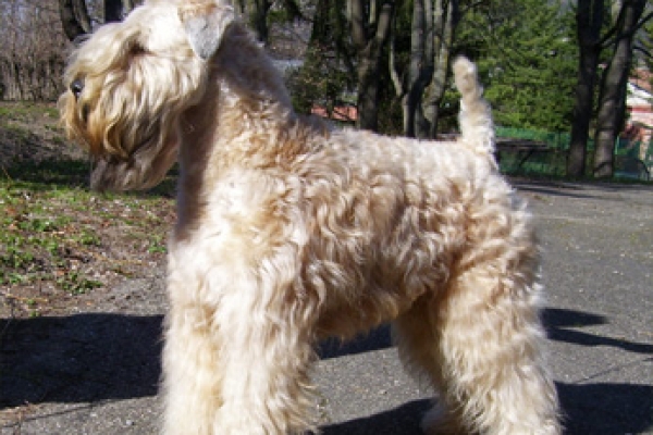 irish soft coated wheaten terrier iulius terriers