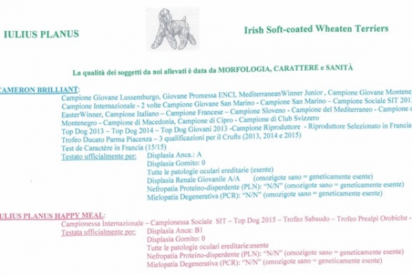 cuccioli irish soft coated wheaten terrier iulius terriers