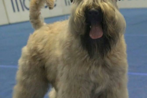 irish soft coated wheaten terrier iulius terriers