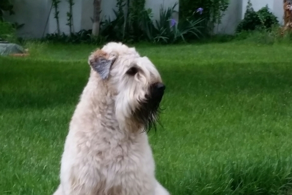 irish soft coated wheaten terrier iulius terriers