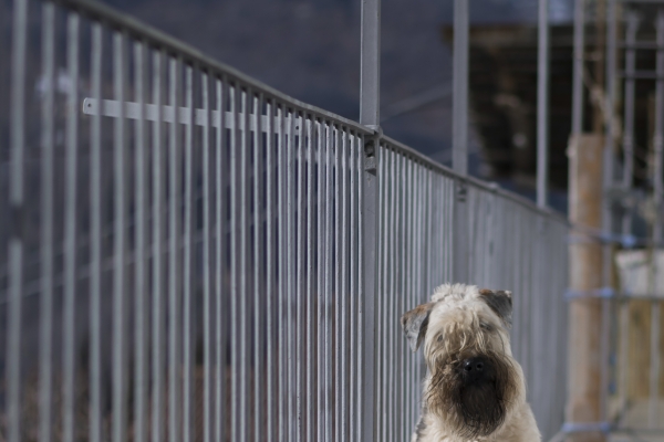 irish soft coated wheaten terrier iulius terriers