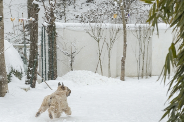 irish soft coated wheaten terrier iulius terriers