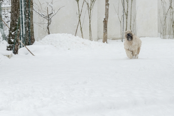 irish soft coated wheaten terrier iulius terriers
