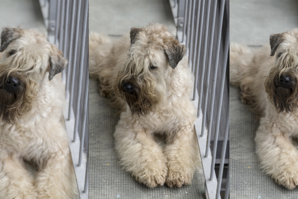 irish soft coated wheaten terrier iulius terriers