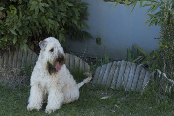 irish soft coated wheaten terrier iulius terriers
