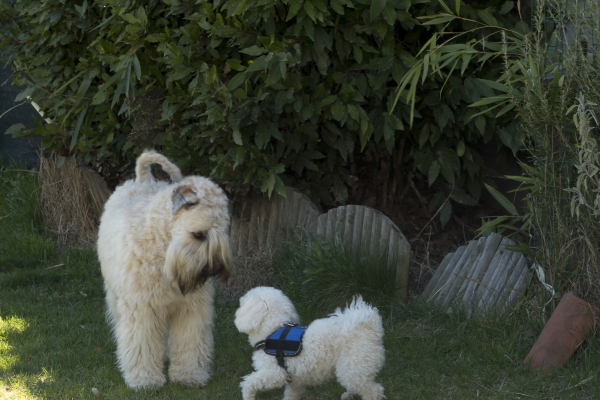 irish soft coated wheaten terrier iulius terriers
