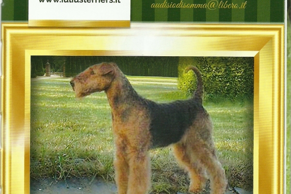 airedale terrier