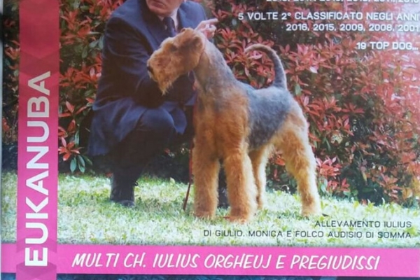 airedale terrier