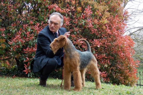 airedale terrier