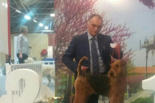 airedale terrier