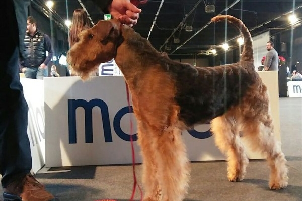 airedale terrier