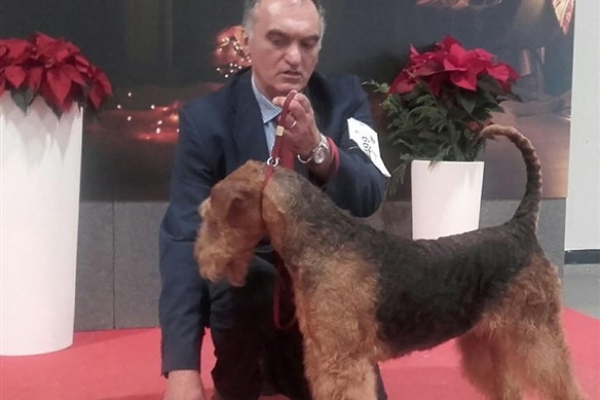 airedale terrier