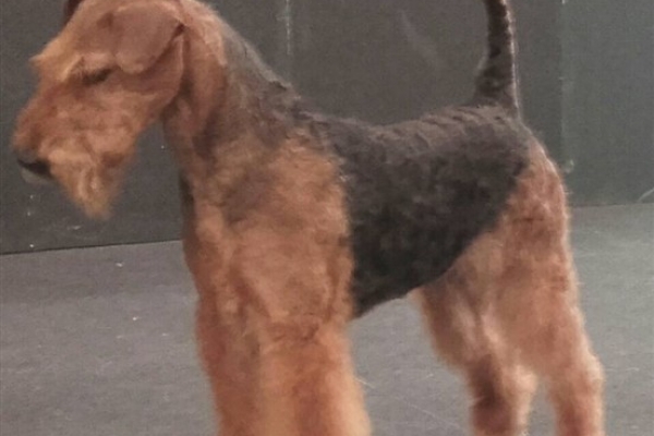 airedale terrier