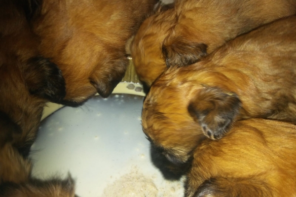 cuccioli irish soft coated wheaten terrier 