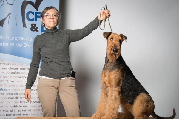 airedale terrier iulius terriers