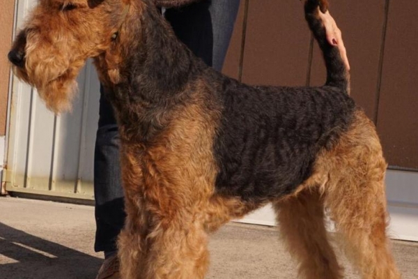 airedale terrier iulius terriers
