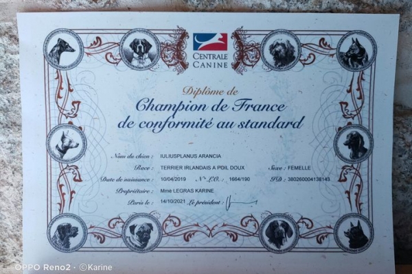 campionato-arancia7831E321-C54D-0160-ABFB-B7B57BECF68C.jpg