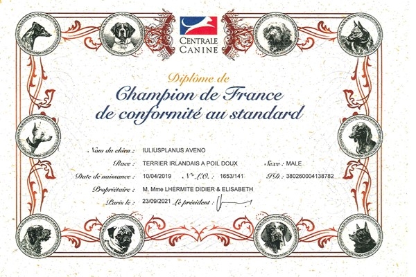 aveno-diplomi-page-0003-600-x-424DB3DEE04-7535-F59D-0687-CCED0E15039A.jpg