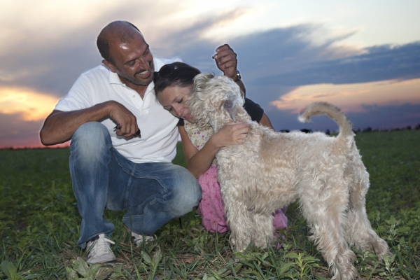 irish soft coated wheaten terrier iulius terriers