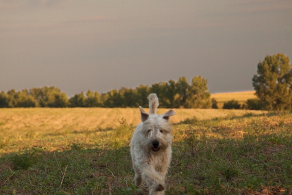 irish soft coated wheaten terrier iulius terriers