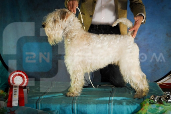 irish soft coated wheaten terrier iulius terriers