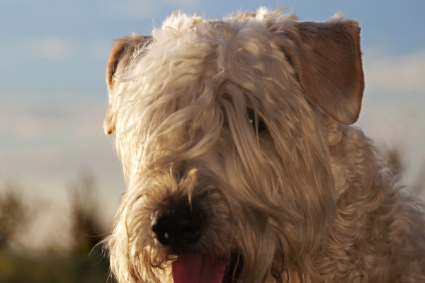 irish soft coated wheaten terrier iulius terriers