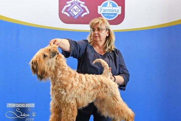 matilda-top-dog-201799FD0F48-F4E3-E2E0-A58A-C260C6B4C7E8.jpg