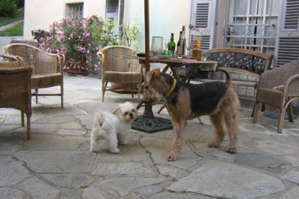 airedale terrier iulius terriers