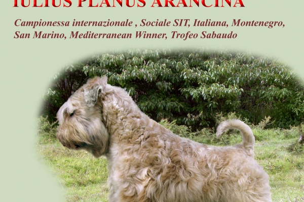pubblicita-iulius-planus-arancinaE9014342-25B6-5D2E-02F0-A35C2A098029.jpg