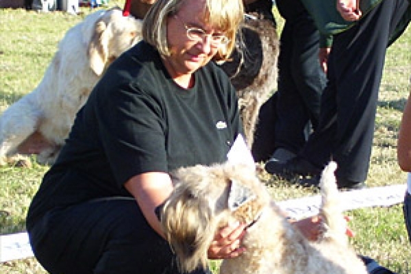 irish soft coated wheaten terrier iulius terriers