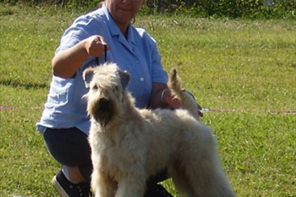 irish soft coated wheaten terrier iulius terriers