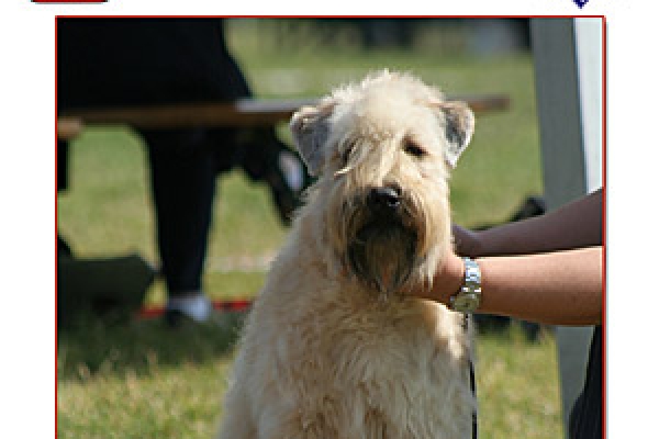 irish soft coated wheaten terrier iulius terriers