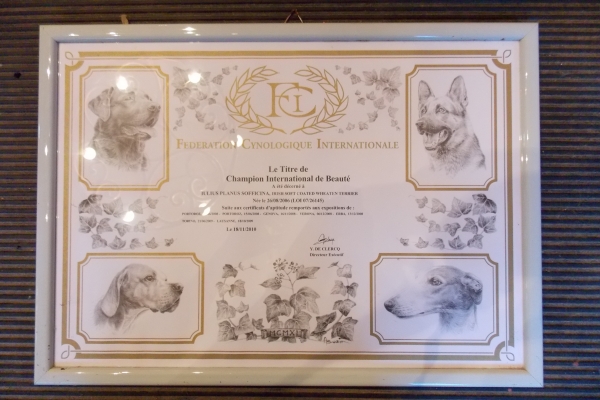 irish soft coated wheaten terrier iulius terriers
